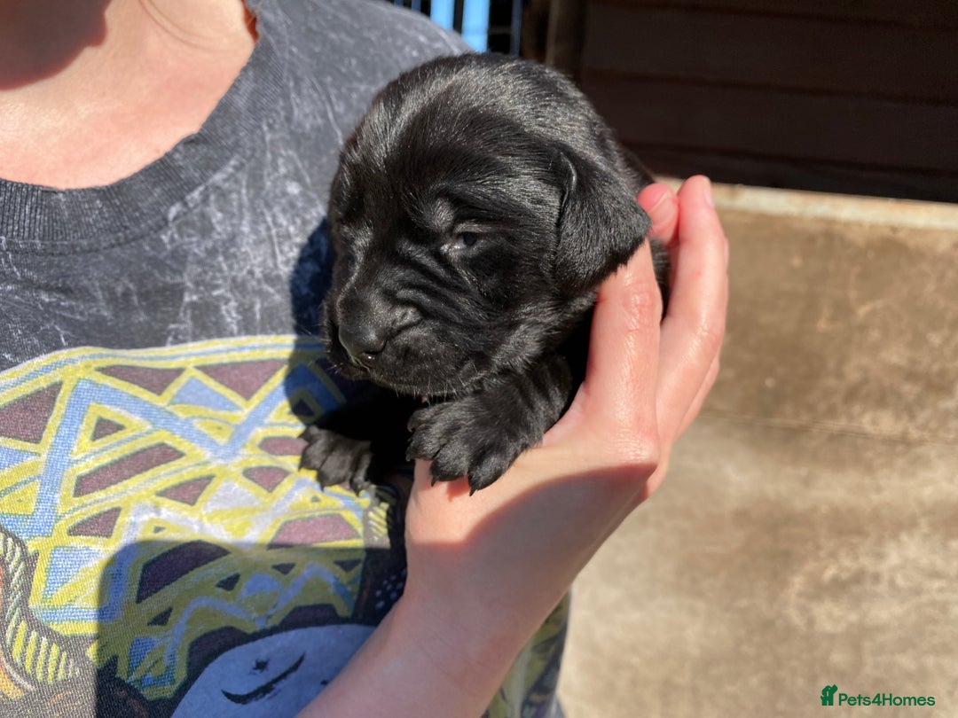 Labrador Retriever dogs for sale: Pedigree Labrador Puppies For Sale - Image 5