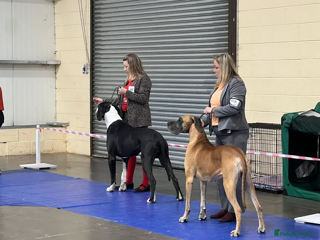 Great Dane dogs for stud: OPEN FOR STUD Stunning Apollo in Bathgate - Advert 25