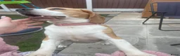 Beagle dogs for sale: Female beagle - Advert 4