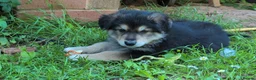 Mixed Breed dogs for sale: Beautiful SHOLLIES (ColliexGermanShep) Puppies in Crediton - Advert 4