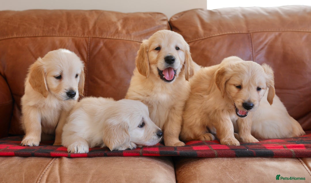 Golden Retriever dogs for sale: Stunning Health Tested Golden Retriever Puppies - Advert 4