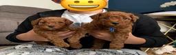 Toy Poodle dogs for sale: Deep red Toy Poodle puppies 🐶 in Exeter - Advert 36