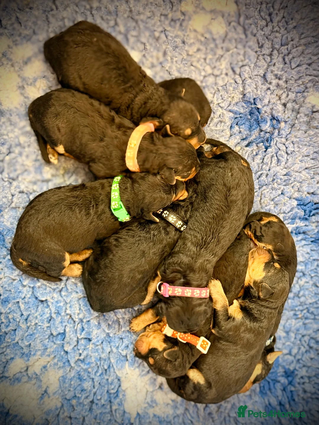 Airedale Terrier dogs for sale: ADORABLE AIREDALE PUPS FROM 5 ⭐️ LICENSED BREEDERS - Advert 6