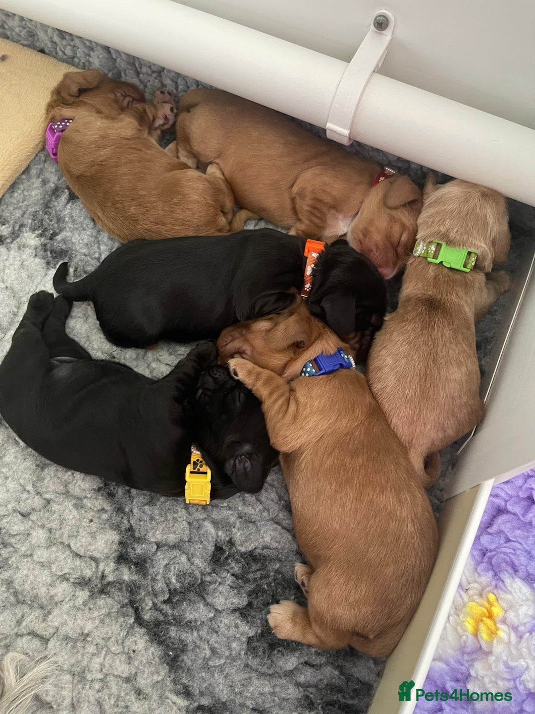 Cocker Spaniel dogs for sale: KC Registered Show Cocker Spaniels - Image 4