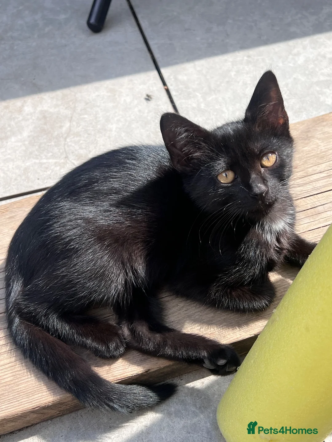 Domestic Shorthair cats for sale: 3 black kittens and mother  in London - Advert 2