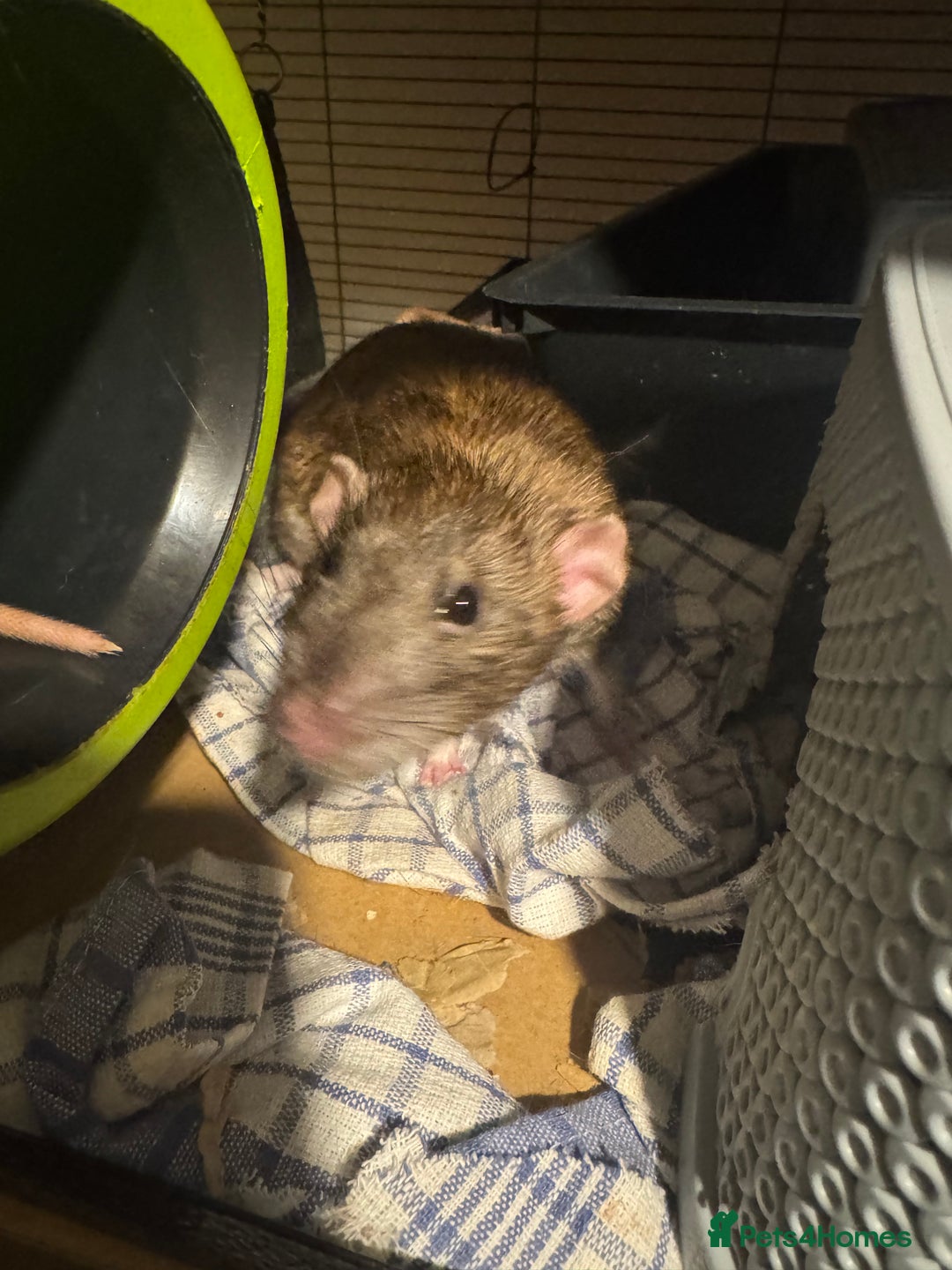 Rat rodents for sale: 3 male rats  - Advert 4