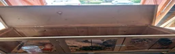 Guinea Pig rodents for sale: 2 Male Guinea Pigs. - Advert 4