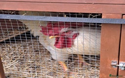 Chickens poultry for sale: White Leghorn Cockerel  - Image 2