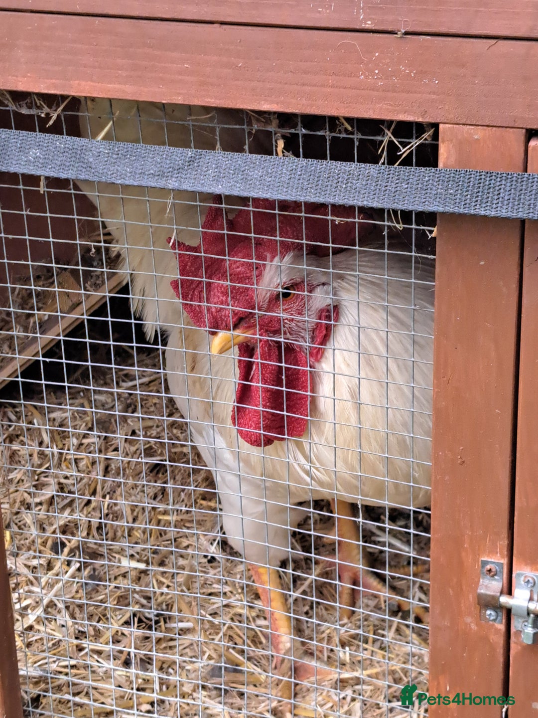 Chickens poultry for sale: White Leghorn Cockerel  - Image 2