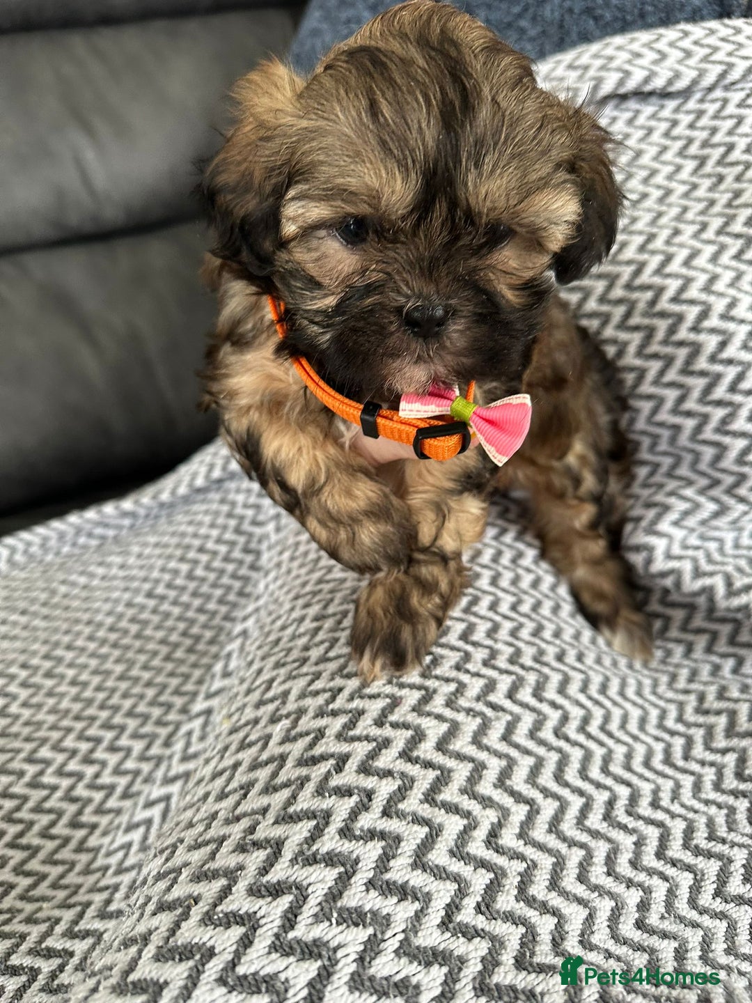 Shih Tzu dogs for sale: Shih Tzu puppies  - Image 14