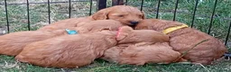 Cockapoo dogs for sale: Cockapoo puppies - Advert 9