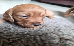 Cocker Spaniel dogs for sale: Working Cocker Spanial Puppies - Image 9