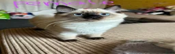 Ragdoll cats for sale: 4 pure Ragdoll kittens✨FREE ESSENTIAL STARTER PACK - Advert 4