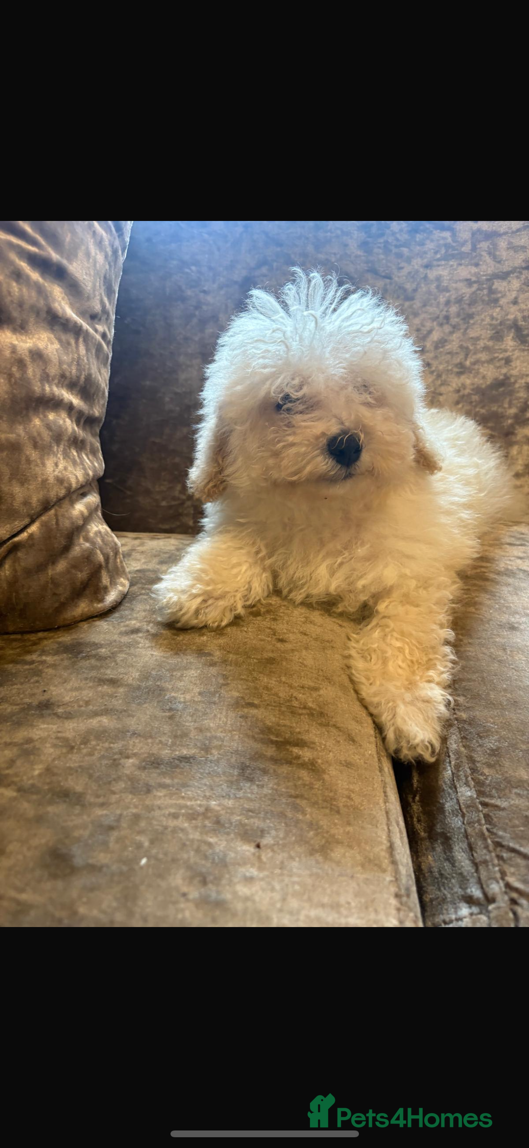 Poochon dogs for sale: Beautiful cheeky poochon puppys  - Image 10