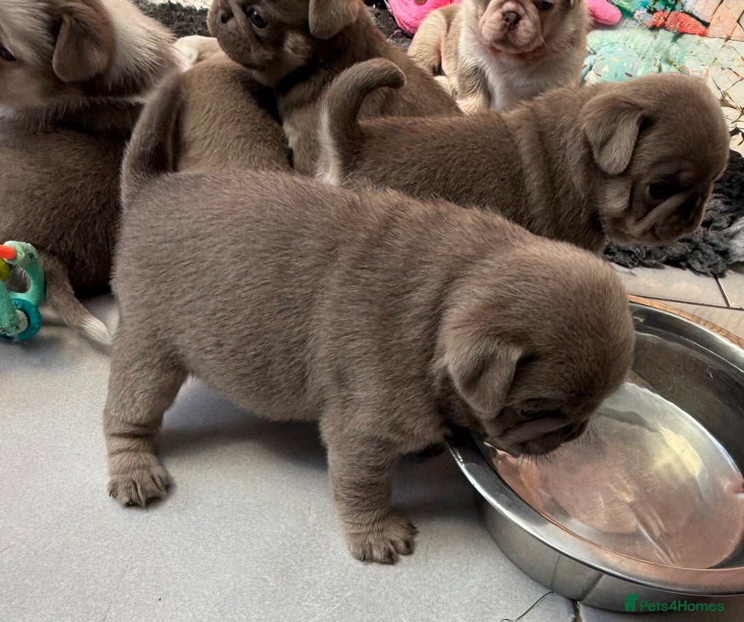 Pug dogs for sale: Stunning litter lilac tans and lilac tan pandas - Image 12