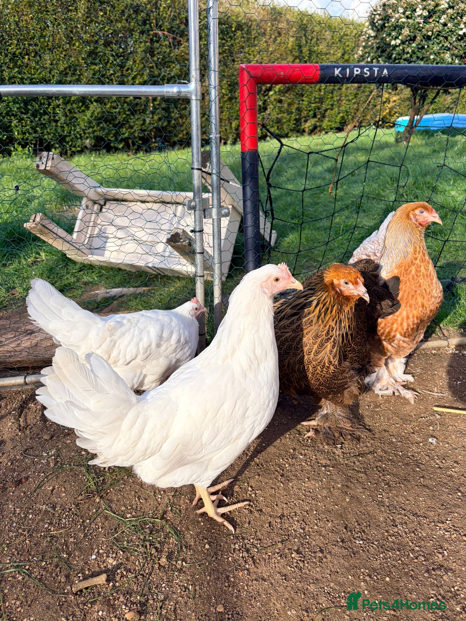 Chickens poultry Chicken, female all breeds - Advert 1