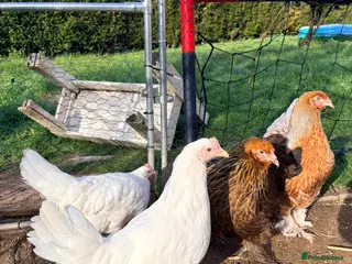 Chickens poultry Chicken, female all breeds - Advert 11