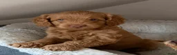 Australian Labradoodle dogs for sale: Genuine Australlian Labradoodles ( WALA reg)  - Advert 2