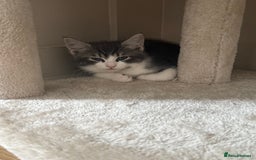 Mixed Breed cats for sale: Two lovely boys - Image 30