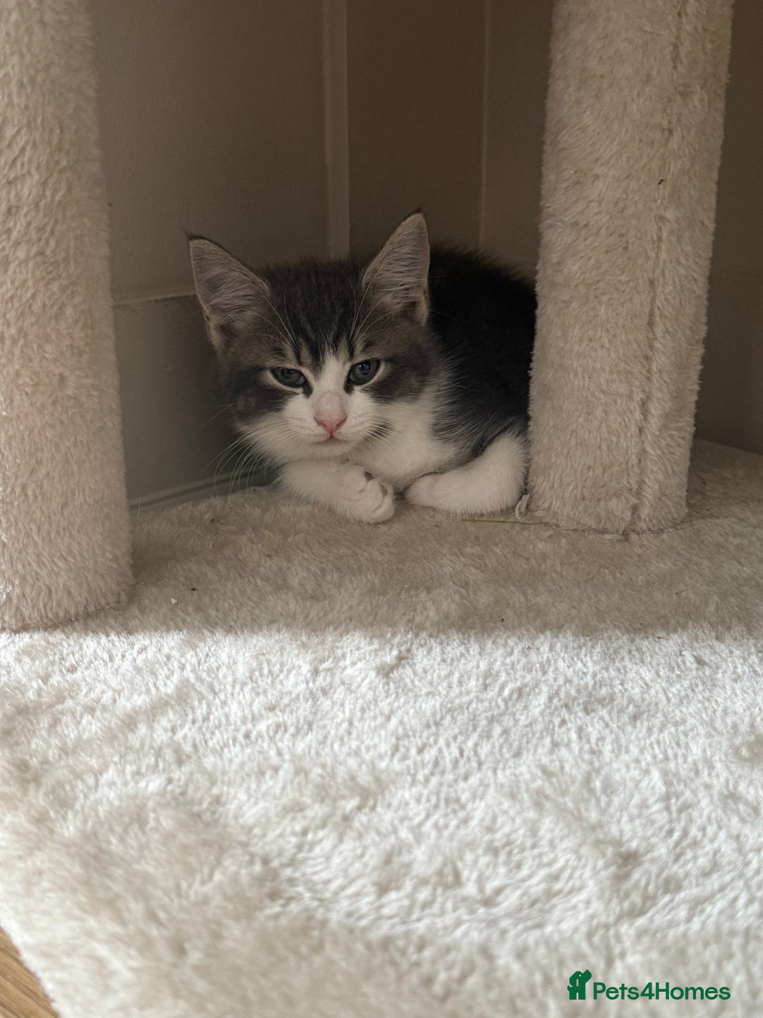Mixed Breed cats for sale: Two lovely boys - Image 30