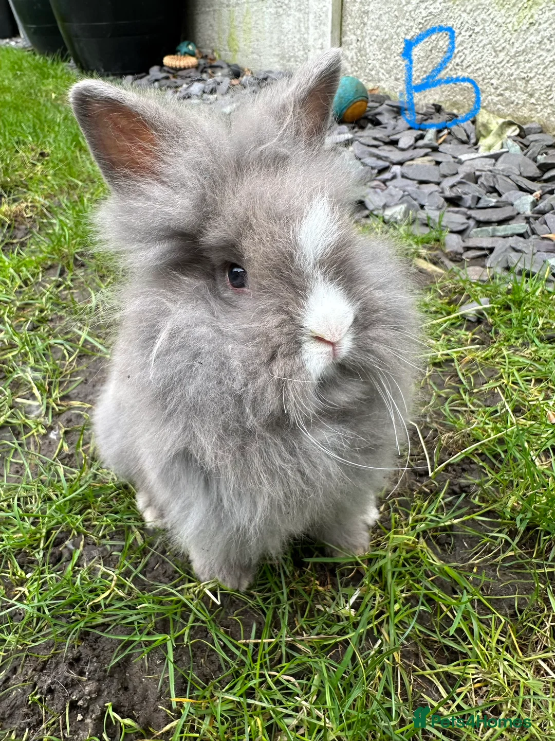 Lionhead rabbits for sale: Lionhead Rabbits For Sale  - Advert 8