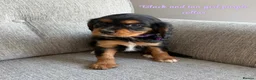 Cavalier King Charles Spaniel dogs for sale: Cavalier King Charles puppies  - Advert 13