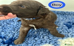 Goldendoodle dogs for sale: Standard Golden Sheepadoodle puppies - Image 8