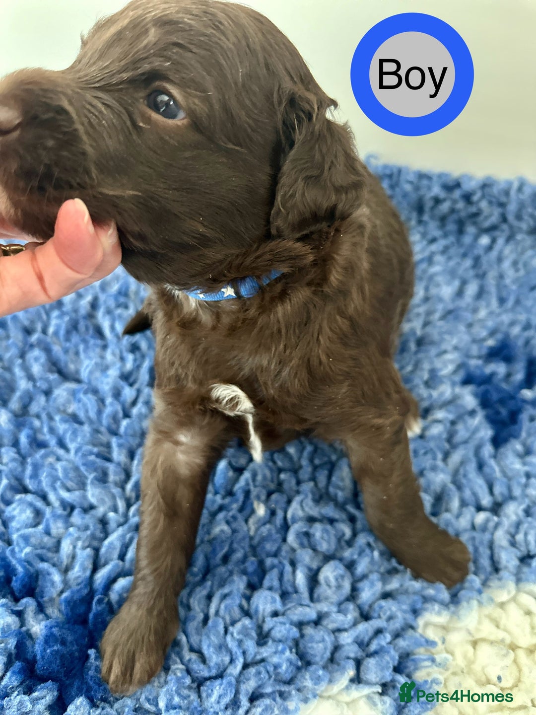 Goldendoodle dogs for sale: Standard Golden Sheepadoodle puppies - Image 8