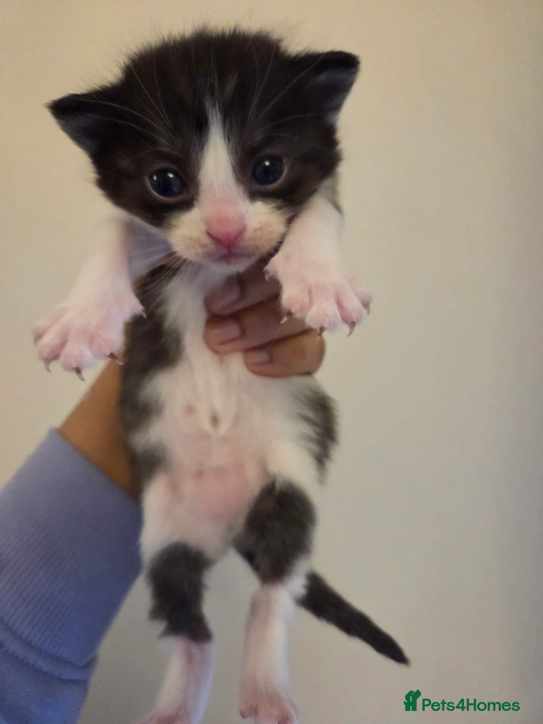 Mixed Breed cats for sale: Ragdoll x Scottish straight kittens ♥️ - Advert 2