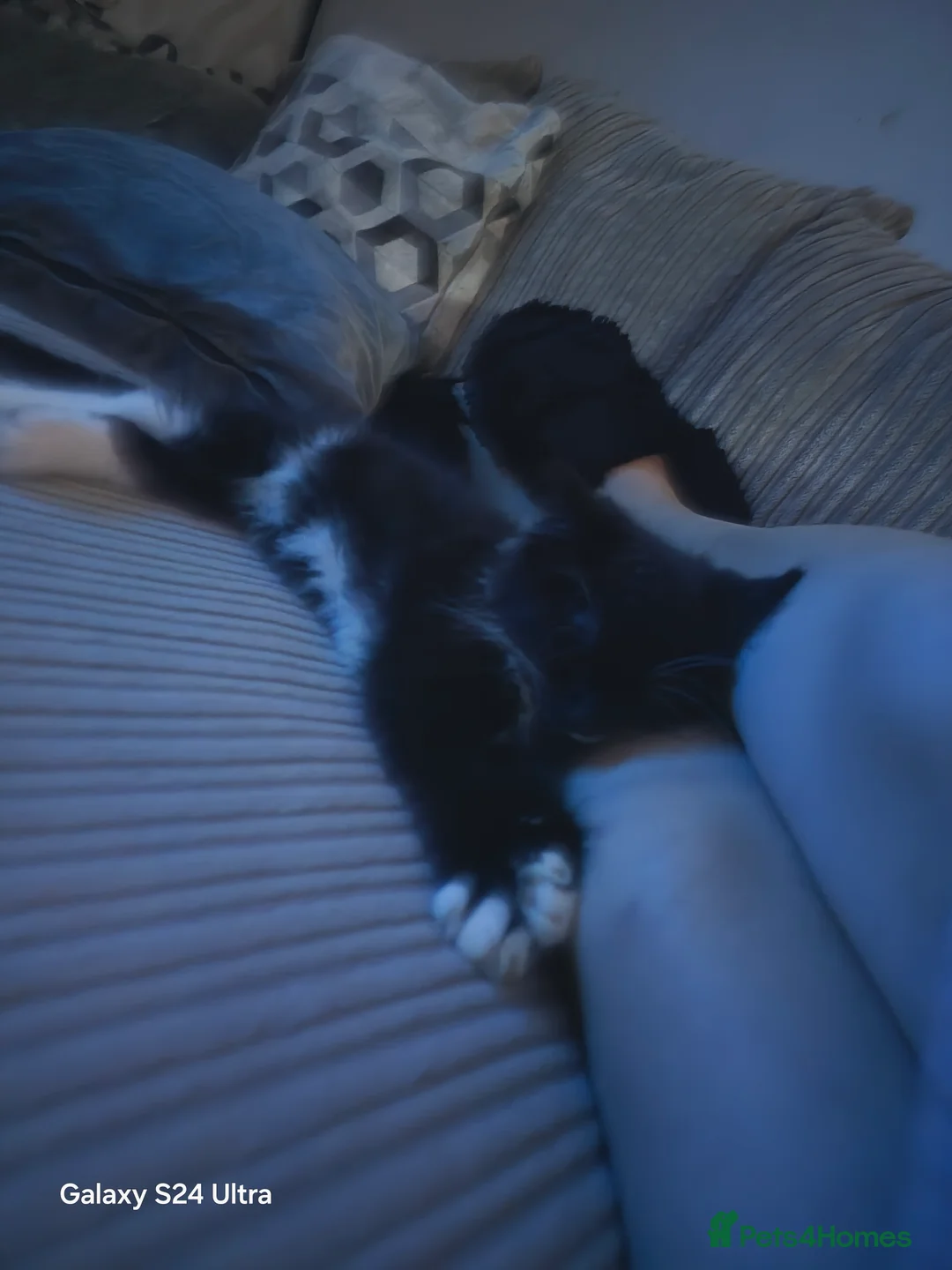 Ragdoll cats for sale: Coco kittycat - Advert 8