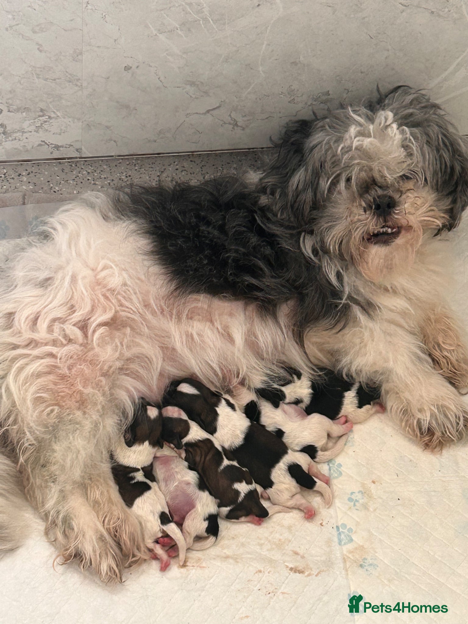 Shih Tzu dogs Shih Tzu puppies for sale  - Advert 2