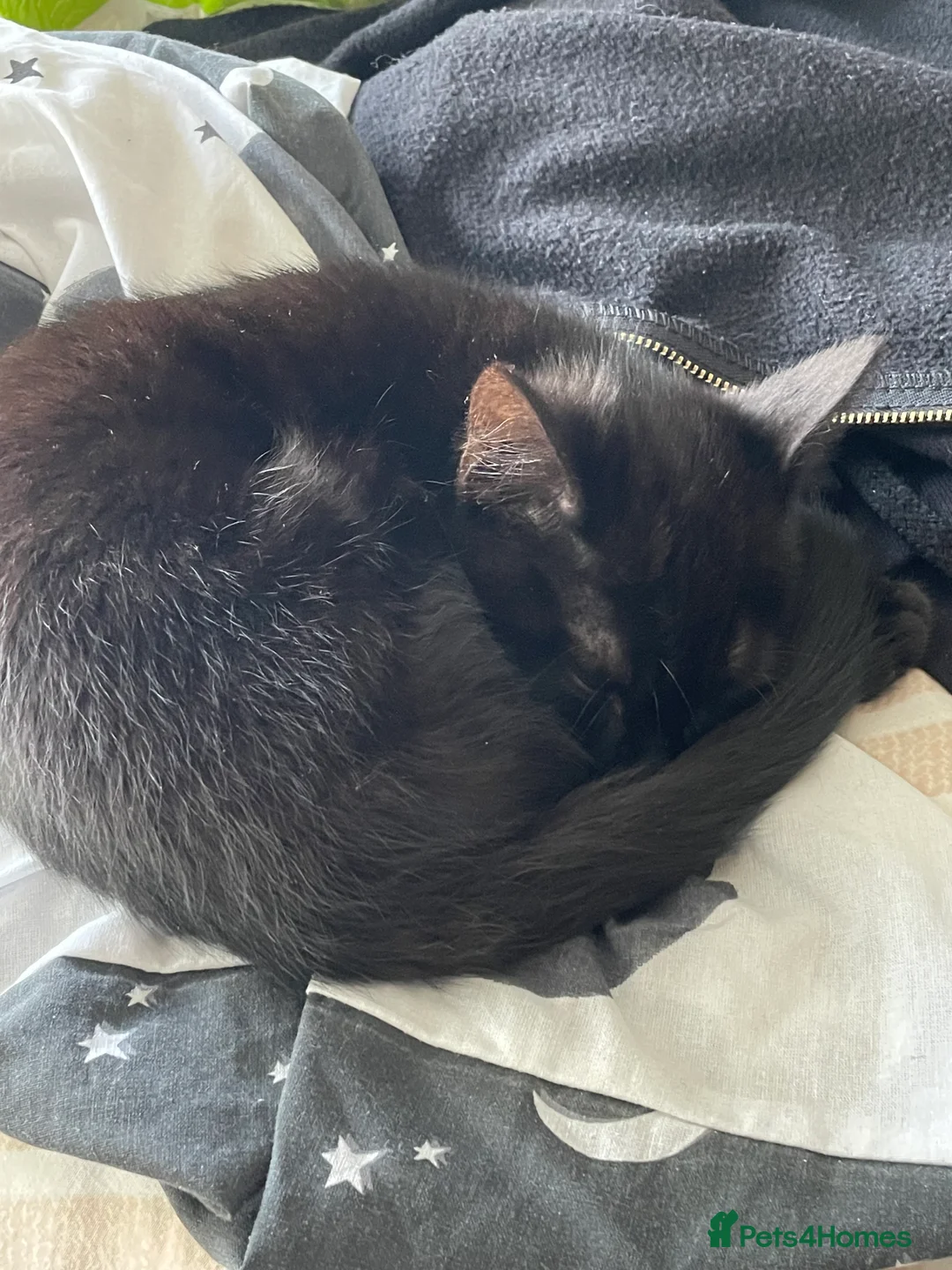 Mixed Breed cats for sale: Marceline 🖤 - Advert 2