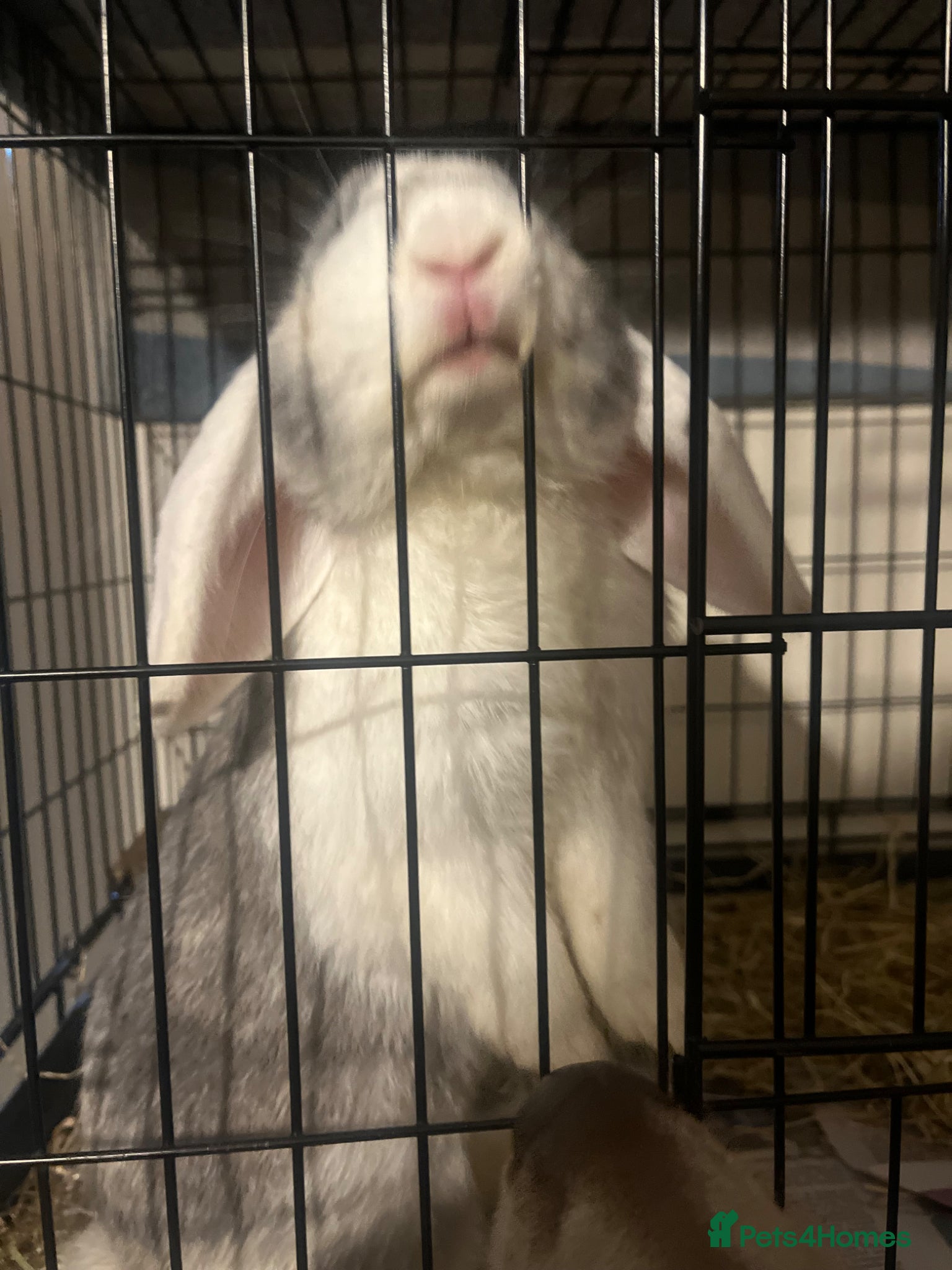 Mixed Breed rabbits Lovely friendly house rabbit  - Advert 2