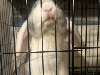 Mixed Breed rabbits Lovely friendly house rabbit - Advert 1