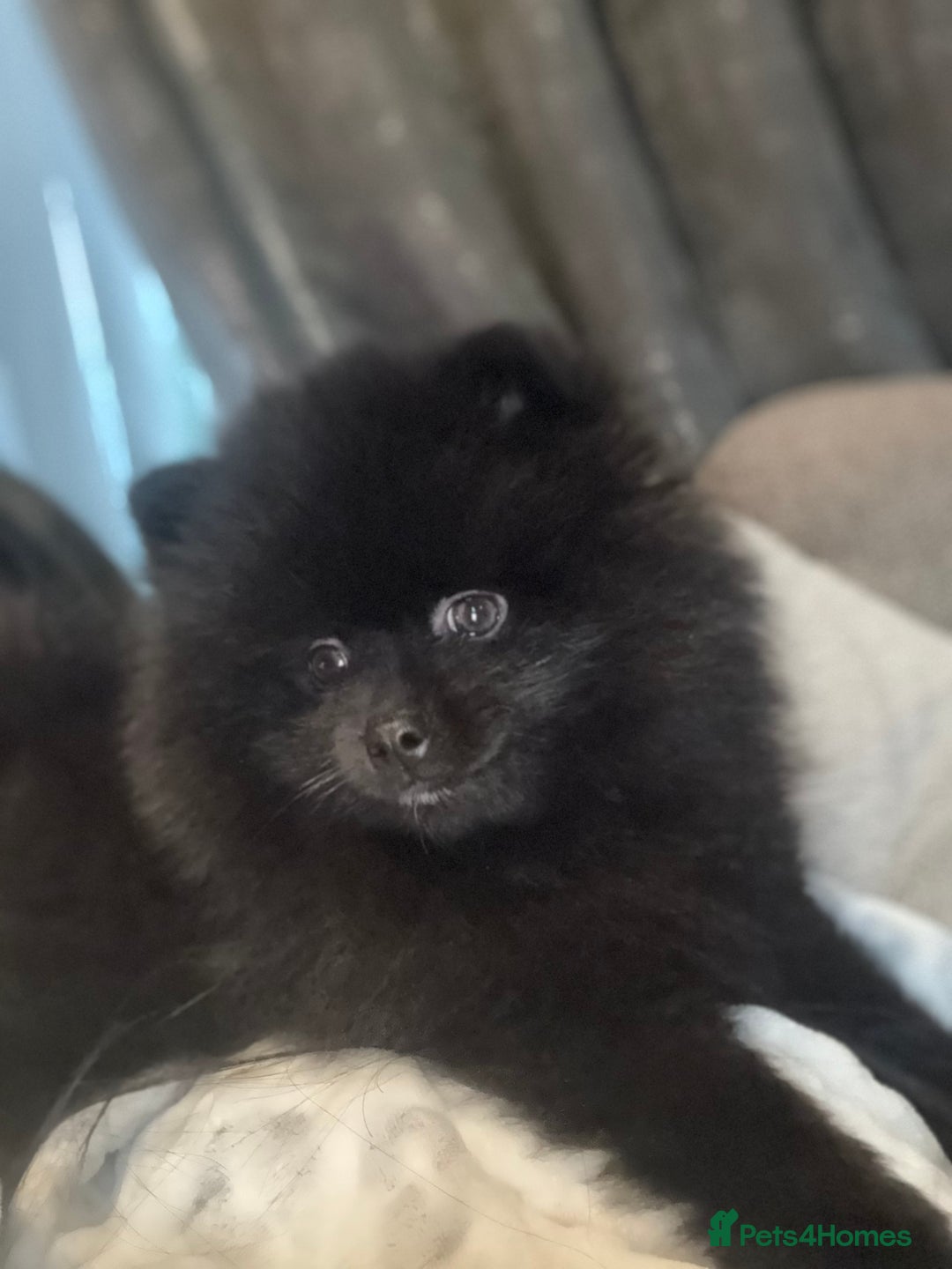 Pomeranian dogs for sale: Beautiful Pomeranian  - Image 3
