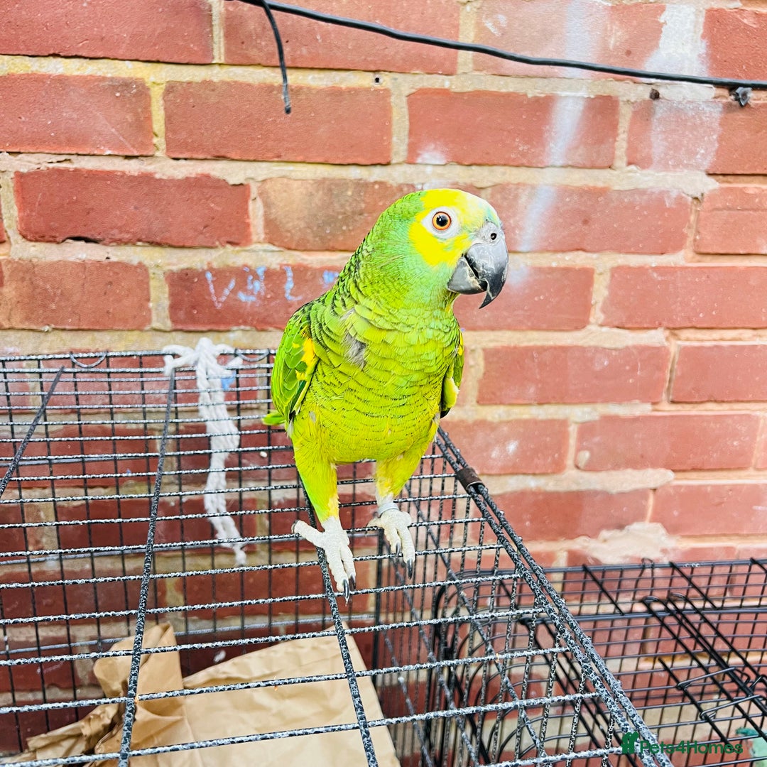 Parrots birds for sale: Hand tamed talking blue fronted Amazon parrot  - Image 7