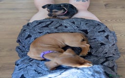 Mixed Breed dogs for sale: Dorkie pups chorkie x dachshund  in Bridgwater - Image 9