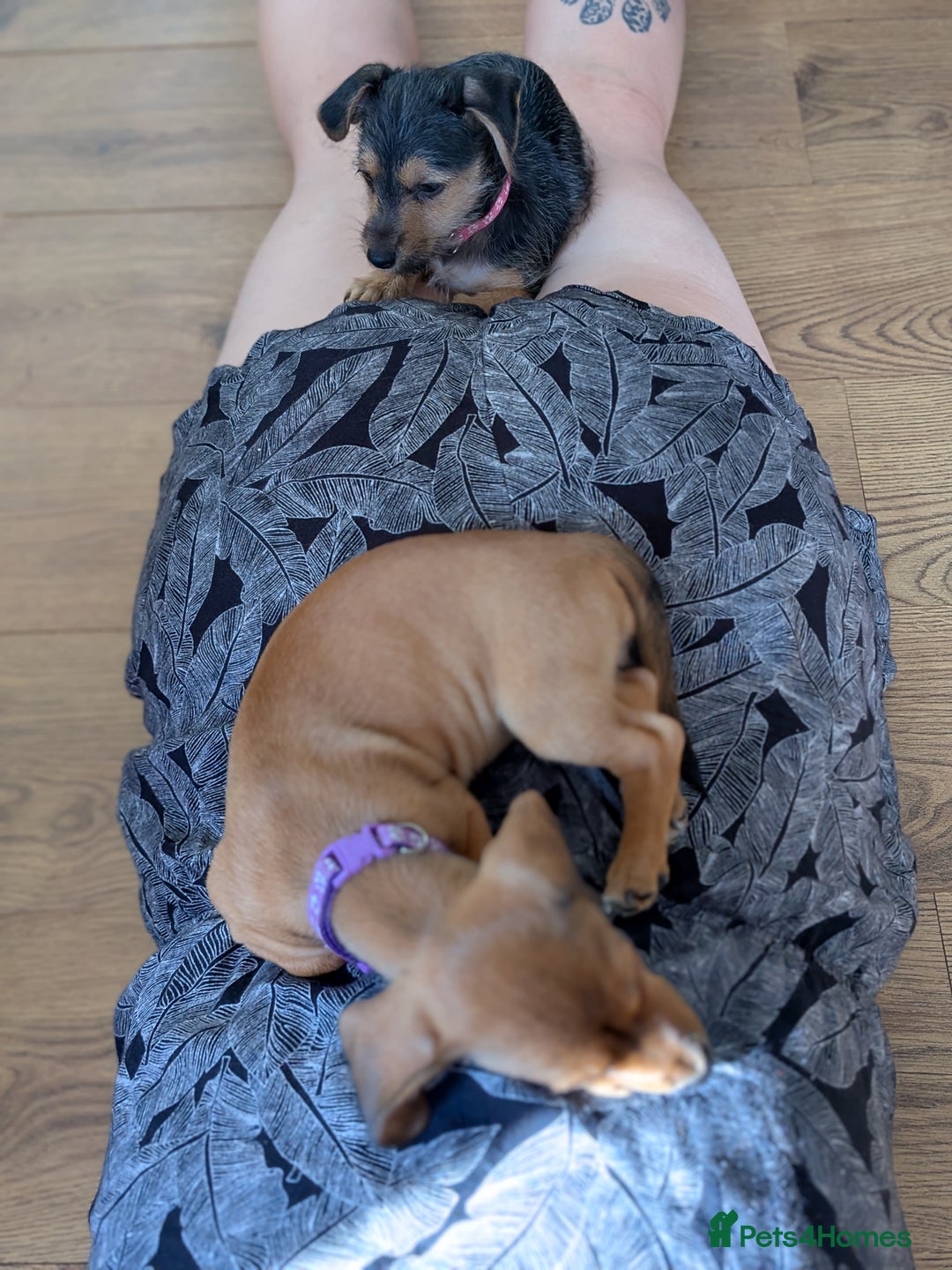 Mixed Breed dogs for sale: Dorkie pups chorkie x dachshund  in Bridgwater - Image 9