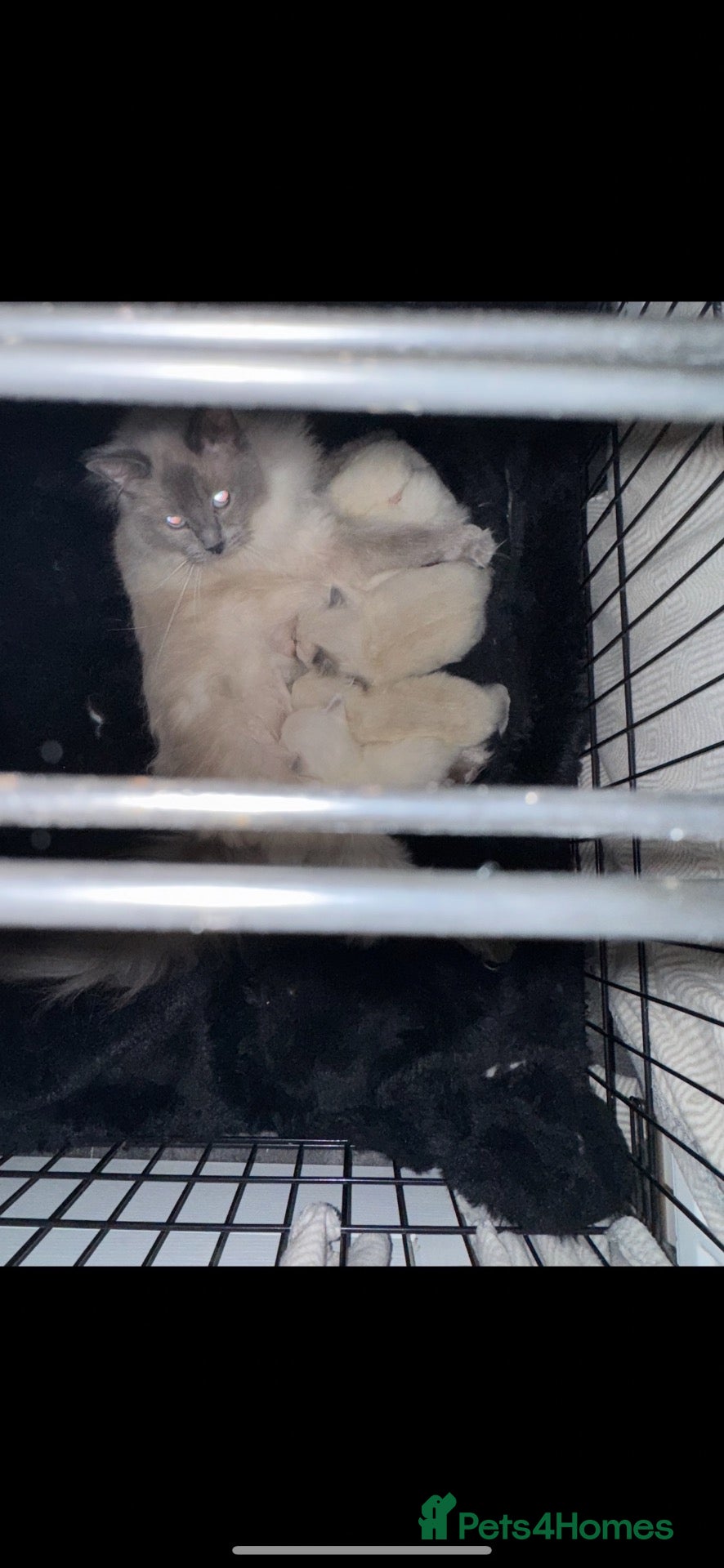 Ragdoll cats for sale: Beautiful Chunky Ragdoll Kittens  - Advert 2
