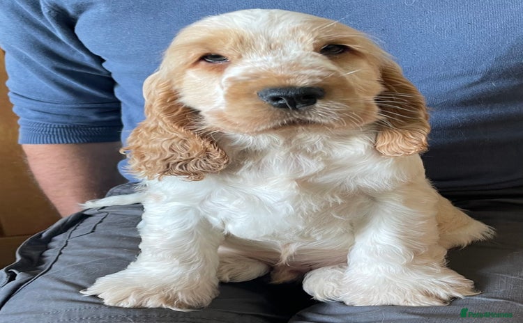 Cocker Spaniel dogs - Advert 15