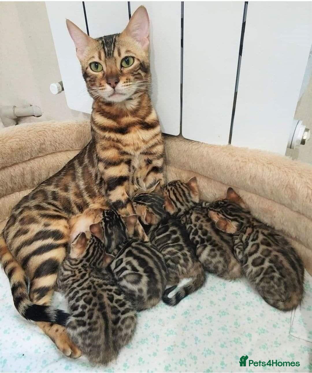 Bengal cats for sale: Bengal kittens for sale - Advert 1