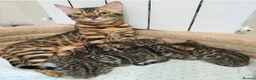 Bengal cats for sale: Bengal kittens for sale in Manchester - Advert 1