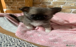 Chihuahua dogs for sale: Adorable semi long coat chihuahua puppies - Image 13
