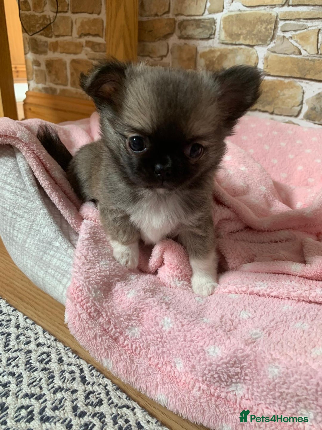 Chihuahua dogs for sale: Adorable semi long coat chihuahua puppies - Image 13