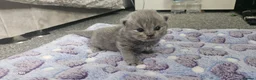 British Shorthair cats for sale:  British shorthair  - Advert 20