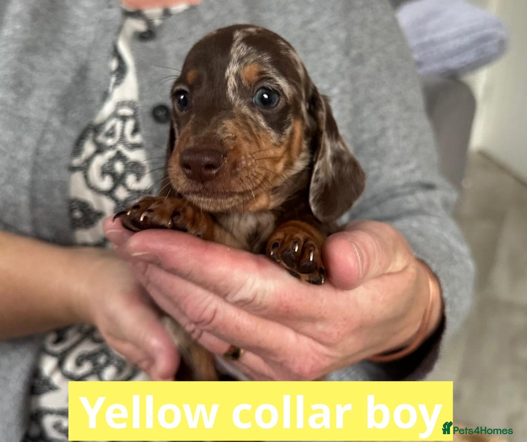 Miniature Dachshund dogs for sale: Miniature dachshund puppies - Image 24