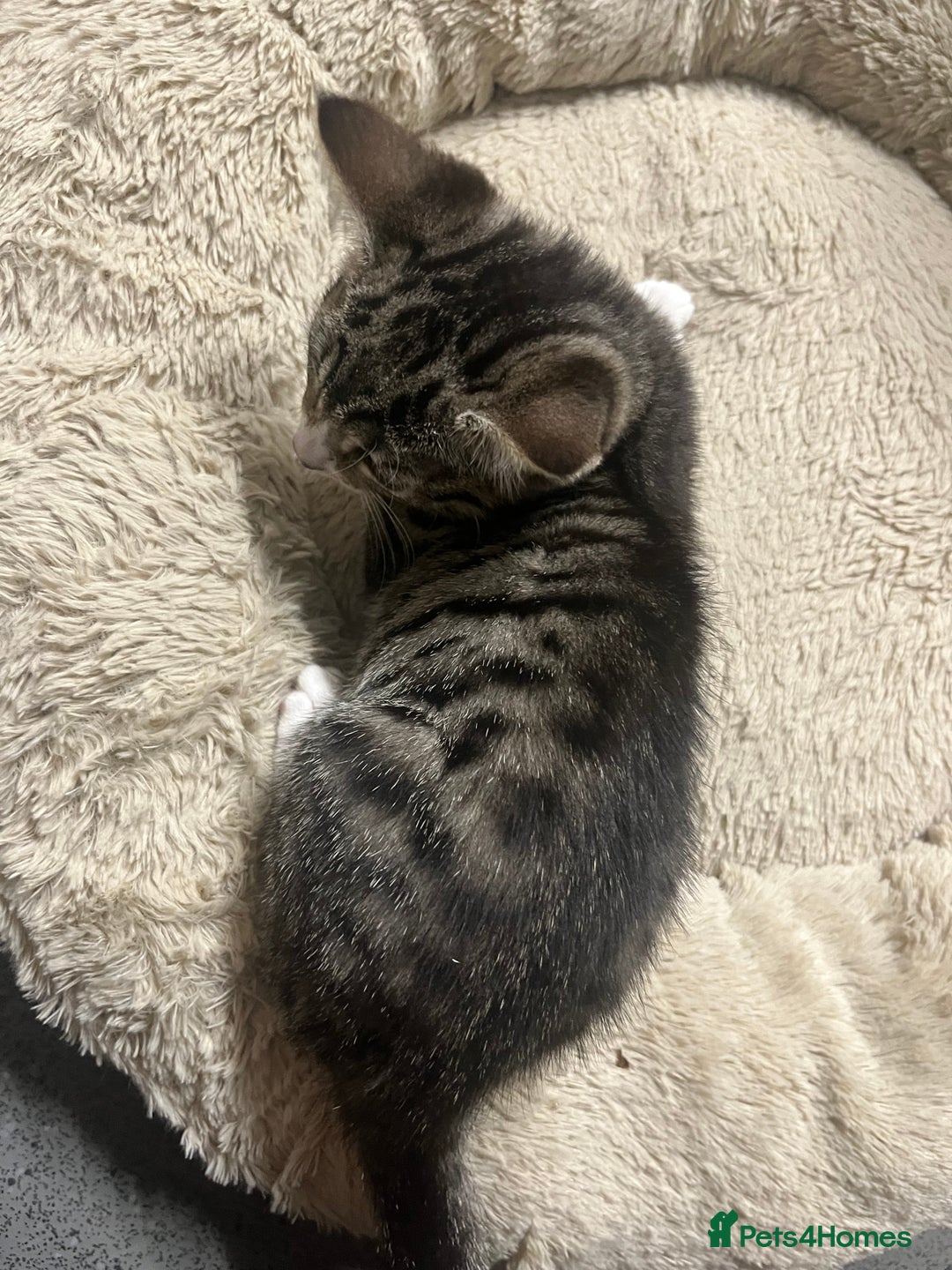 Mixed Breed cats for sale: 🐾 Beautiful Green eyed Grey tabby Kittens  - Advert 10