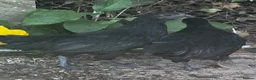 Chickens poultry for sale: 2 ayam cemani hens - Advert 3