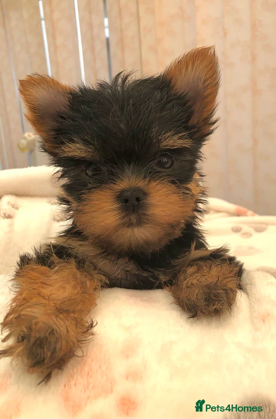 Yorkshire Terrier dogs for sale: KC reg, 17 Champions Bloodline - Advert 13
