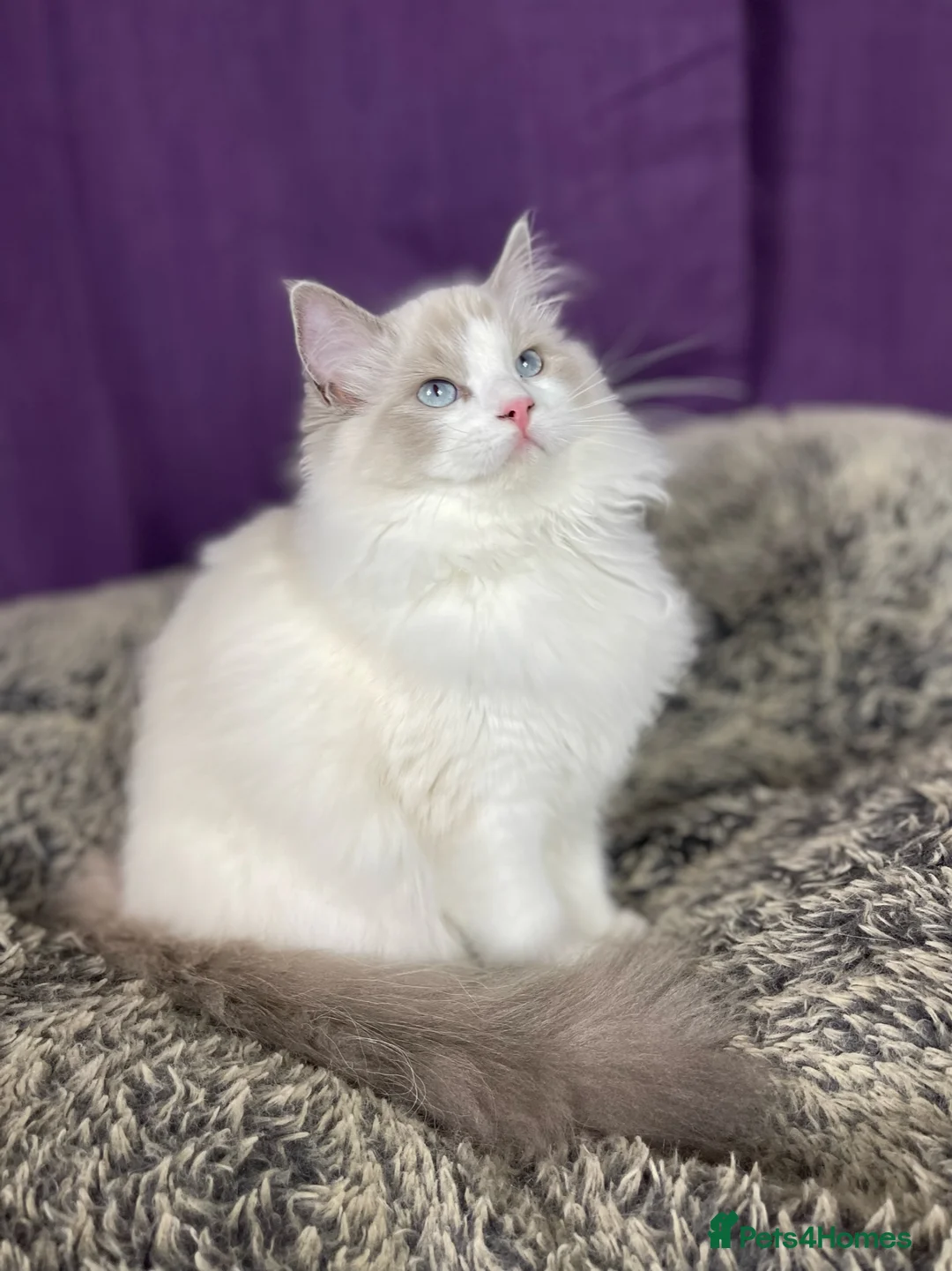 Ragdoll cats for sale: 5 Beautiful blue eyed pure ragdolls - Advert 2